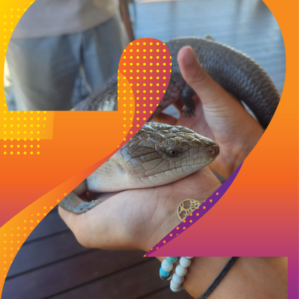 Blue Tongue lizard as part of an animal show. lizard is held in the hands of a animal show participant